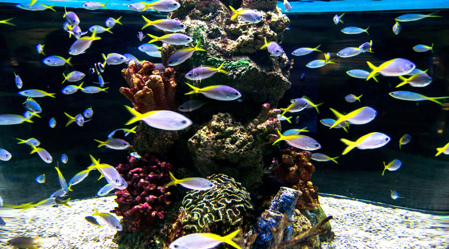L’aquarium à la maison : un monde aquatique en miniature